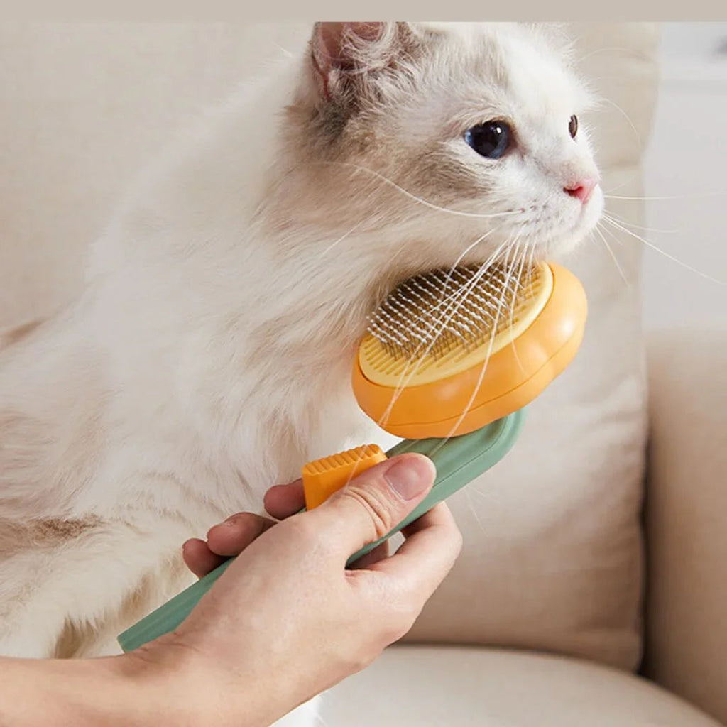 Chat brossé avec la brosse citrouille orange et sauge